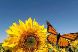 Sunflower_ Bloom_and_ Monarch_ Butterfly Wallpaper