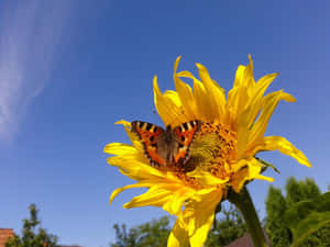 Sunflower_ Butterfly_ Blue Sky Wallpaper