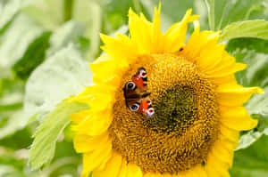 Sunflower_ Butterfly_ Encounter.jpg Wallpaper