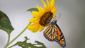 Sunflower Butterfly Interaction Wallpaper