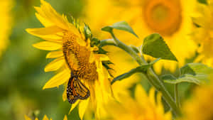 Sunflower_ Butterfly_ Perch.jpg Wallpaper