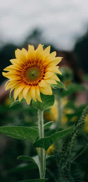 Sunflower Close Up Pixel 3xl Wallpaper