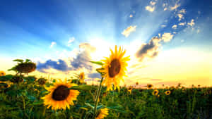 Sunflower Field Cute Country Wallpaper