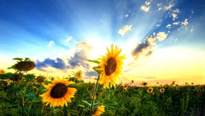 Sunflower Field Cute Country Wallpaper
