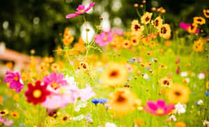 Sunflower Field In Full Bloom During A Warm Summer Day Wallpaper