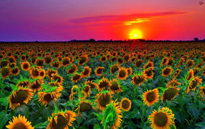 Sunflower Field Purple Sky Wallpaper