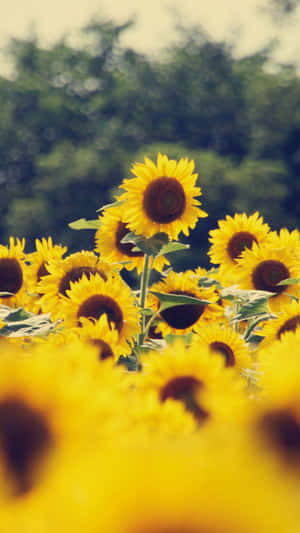 Sunflower_ Field_ Serenity.jpg Wallpaper