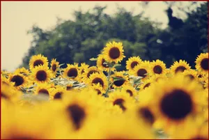 Sunflower Field Tumblr Wallpaper