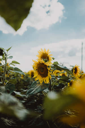 Sunflower_ Field_ Under_ Cloudy_ Sky Wallpaper