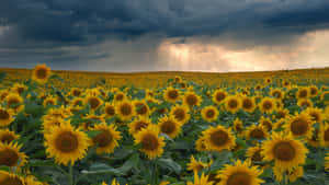 Sunflower Field Under Stormy Sky Wallpaper