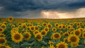 Sunflower Field Under Stormy Sky Wallpaper