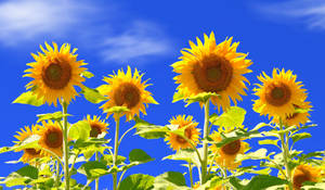 Sunflower Field Wide Spaces Wallpaper