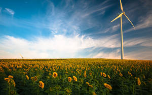 Sunflower Field Windmill Wallpaper