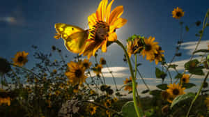 Sunflower_ Glow_with_ Butterfly Wallpaper