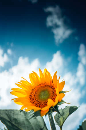 Sunflower Phone - Modern And Stylish Communication Wallpaper