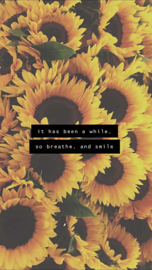 Sunflower Positive Quotes Wallpaper