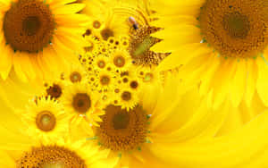 Sunflower Reaching For The Summer Sky Wallpaper