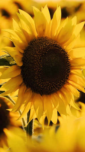 Sunflower Standing Proud And Tall Infront Of A Beautiful Field Of Yellow Wildflowers. Wallpaper