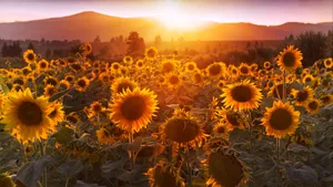 Sunflower_ Sunset_ Glow_4 K_ Ultra_ Wide Wallpaper
