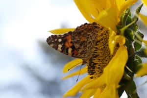 Sunflower With Butterfly Closeup.jpg Wallpaper