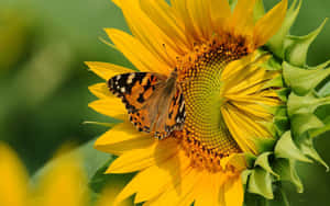 Sunflower_with_ Painted_ Lady_ Butterfly Wallpaper