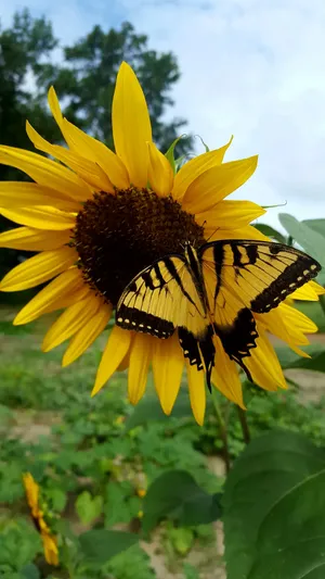 Sunflower_with_ Yellow_ Butterfly Wallpaper