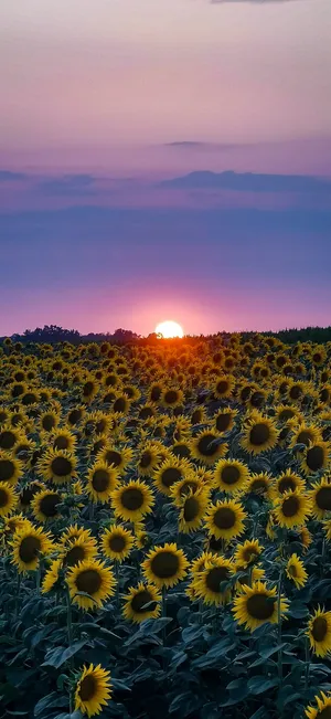 Sunflowers At Sunset By Sarah Mcdonald Wallpaper