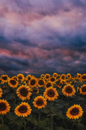 Sunflowers_at_ Twilight.jpg Wallpaper