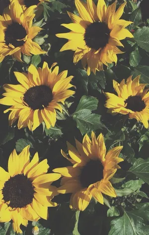 Sunflowers Floral Aesthetic Iphone Wallpaper