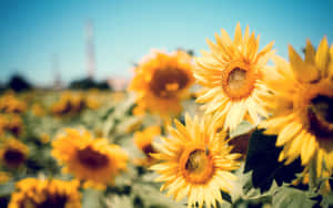 Sunflowers In A Field Wallpaper