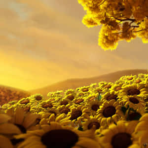 Sunflowers In The Field At Sunset Wallpaper