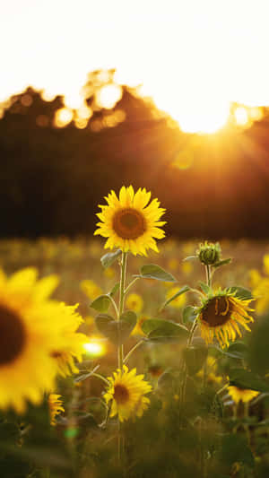 Sunflowers In The Field At Sunset Wallpaper