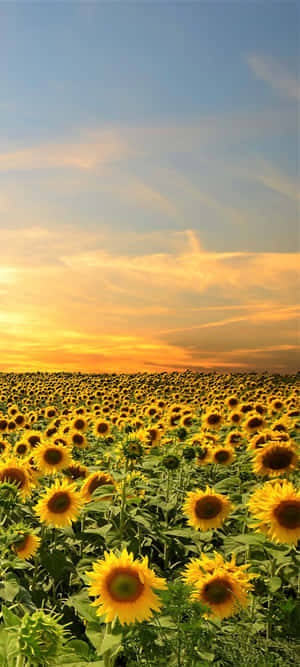 Sunflowers In The Field At Sunset Wallpaper