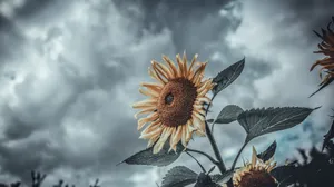 Sunflowers In The Field With A Cloudy Sky Wallpaper