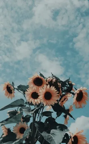 Sunflowers In The Sky With Clouds Wallpaper