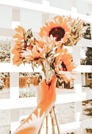 Sunflowersand White Fence Summer Vibes.jpg Wallpaper