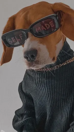 Sunglasses Dog Iphone Wallpaper