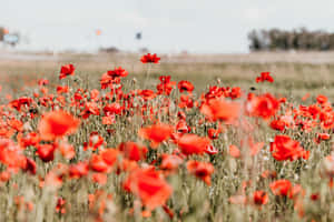 Sunlight Passing Through A Poppy Field Wallpaper