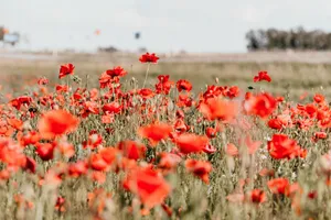 Sunlight Passing Through A Poppy Field Wallpaper
