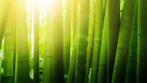 Sunlit_ Bamboo_ Forest_ Glow Wallpaper