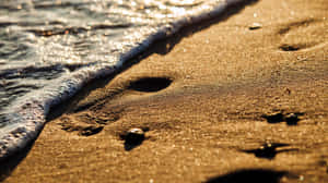 Sunlit Beach Sand Close-up Wallpaper