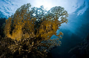 Sunlit_ Fire_ Coral_ Underwater Wallpaper
