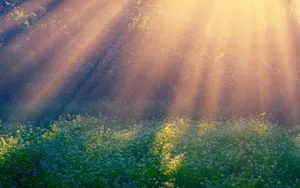 Sunlit Floral Meadow Wallpaper