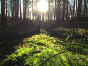 Sunlit Forest Floor Moss Wallpaper