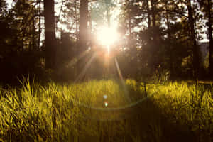 Sunlit Forest Glade.jpg Wallpaper