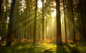 Sunlit Forest Glade Woodland Scene Wallpaper