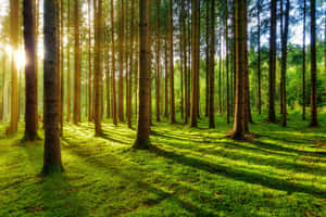 Sunlit Forest Green Aesthetic.jpg Wallpaper