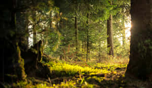 Sunlit Forest Greenery Wallpaper