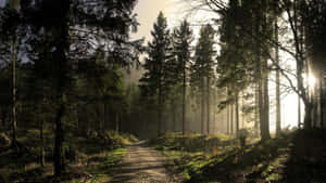 Sunlit_ Forest_ Path_ Desktop_ Background.jpg Wallpaper