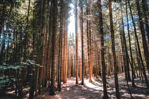 Sunlit Forest Path Frauenfeld Wallpaper